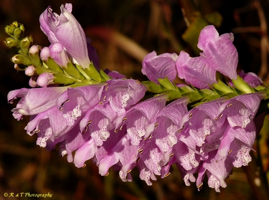 {Physostegia virginiana ssp. praemorsa}